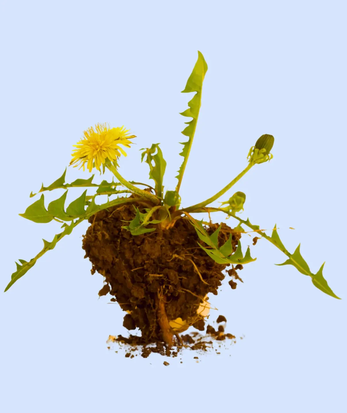 uprooted dandelion with dirt on the roots against baby blue background